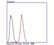 Anti-FSCN1 Antibody (7Z181)