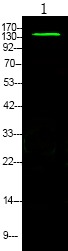 Anti-Phospho-eNOS (Ser633) Polyclonal Antibody