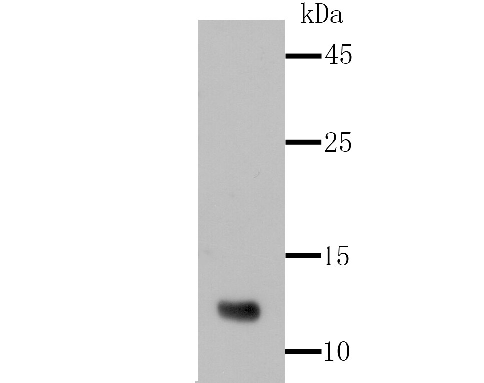 Anti-Firefly Luciferase Antibody (9A579)