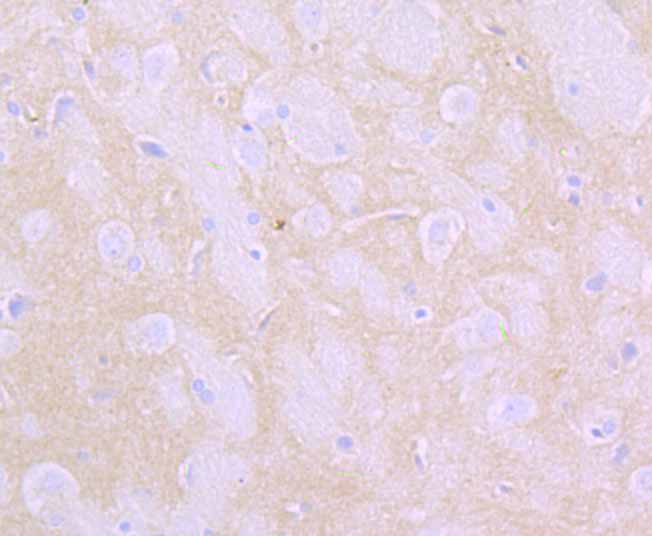 Anti-FLOT1 Antibody (9X291)