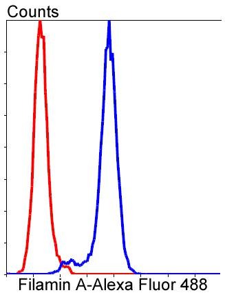 Anti-Filamin-A Antibody (7R224)