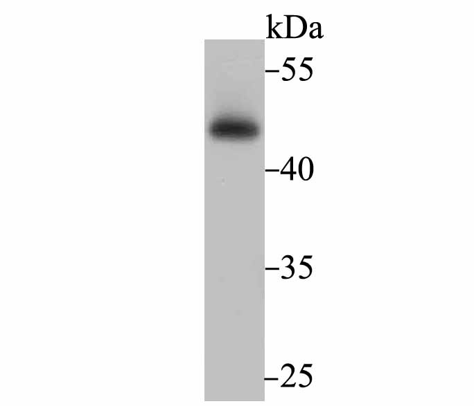 Anti-FLOT1 Antibody (9X291)