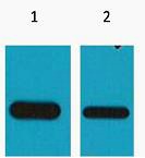 Anti-Flag Tag Antibody (2I254)