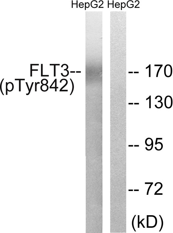 Anti-Phospho-FLT3 (Tyr842) Polyclonal Antibody