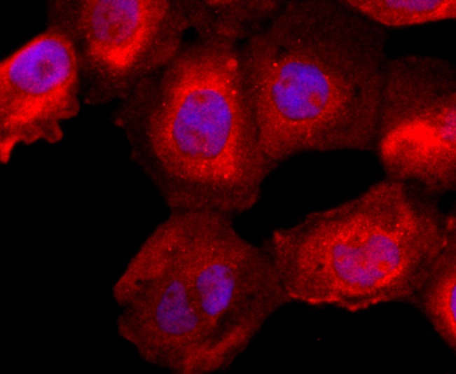 Anti-FKBP12 Antibody (2Z412)
