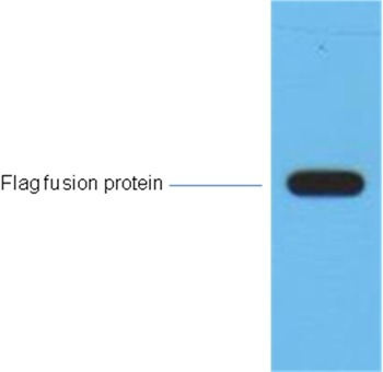 Anti-Flag Tag Antibody (7J897)