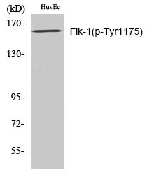 Anti-Phospho-VEGFR2/KDR (Tyr1175) Polyclonal Antibody 2