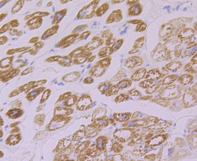 Anti-FHL2 Antibody (9R411)