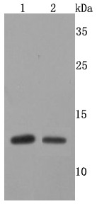Anti-FKBP12 Antibody (2Z412)