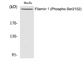 Anti-Phospho-Filamin-A (Ser2152) Polyclonal Antibody