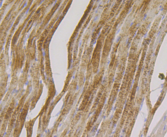 Anti-FHL2 Antibody (9R411)