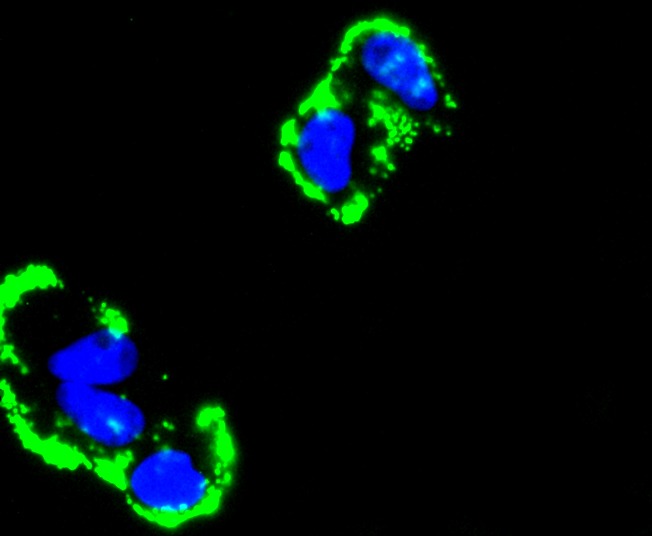 Anti-Fibronectin Antibody (8K938)