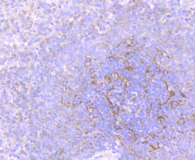 Anti-FLOT1 Antibody (9X291)