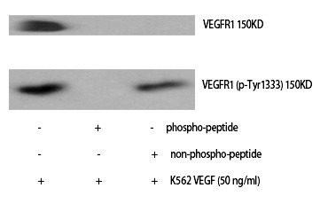 Anti-Phospho-FLT1 (Tyr1333) Polyclonal Antibody