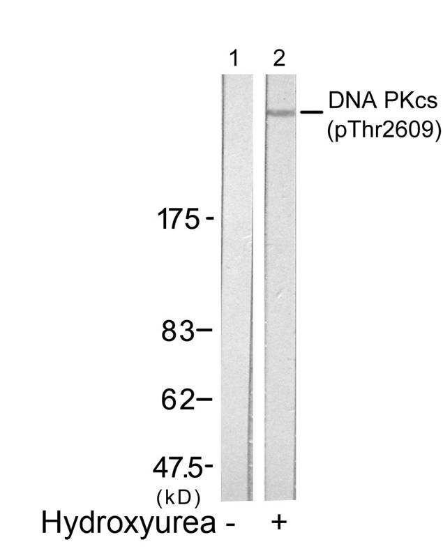 Anti-Phospho-PRKDC (Thr2609) Polyclonal Antibody