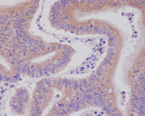 Anti-DNAJC15 Antibody (5Q510)