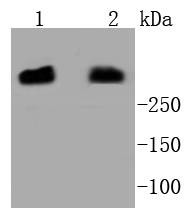 Anti-PRKDC Antibody (5G885)