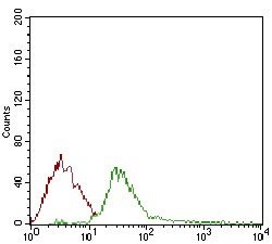 Anti-DIS3L2 Antibody (3M441)