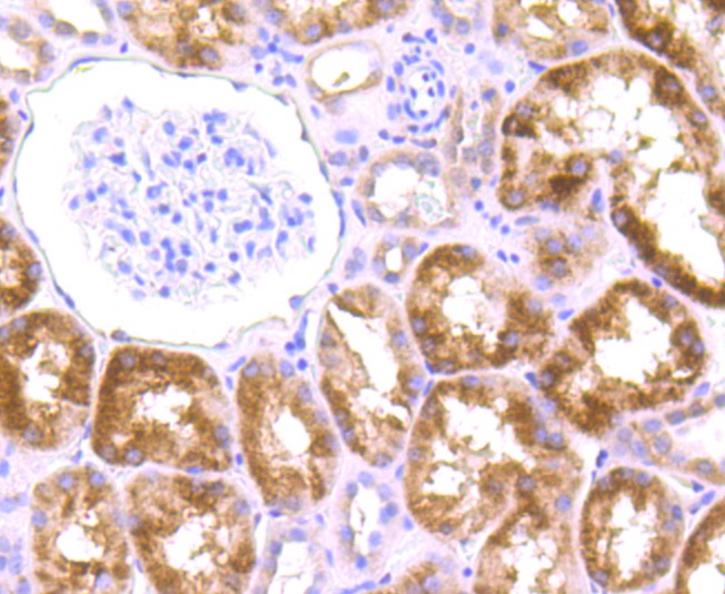 Anti-Drosha Antibody (5J107)