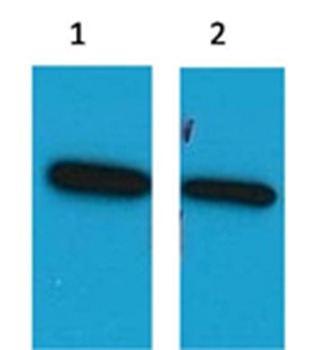 Anti-ECFP Polyclonal Antibody 2