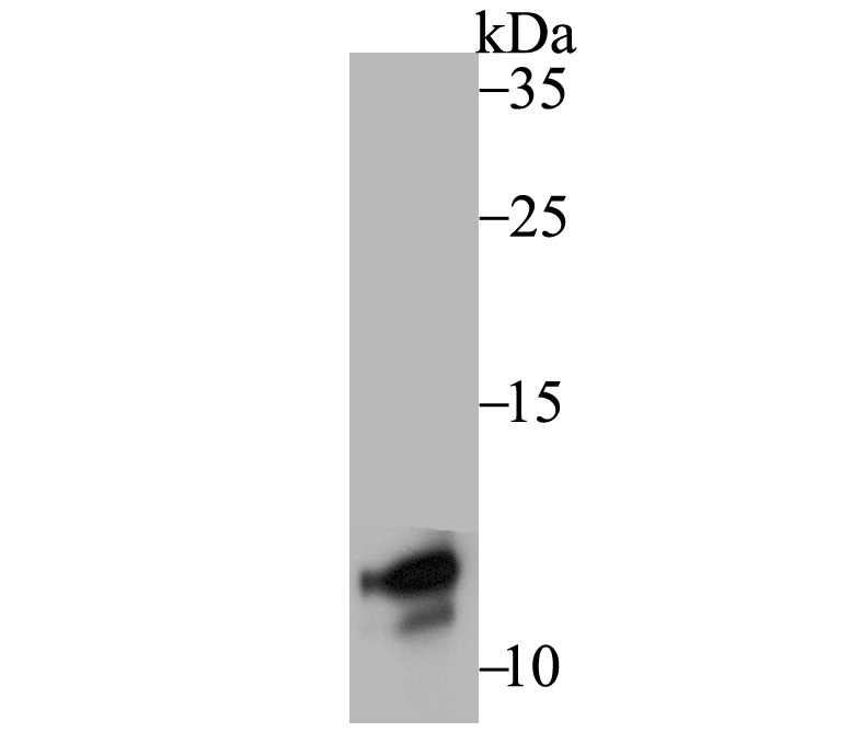 Anti-DAP12 Antibody (2G400)
