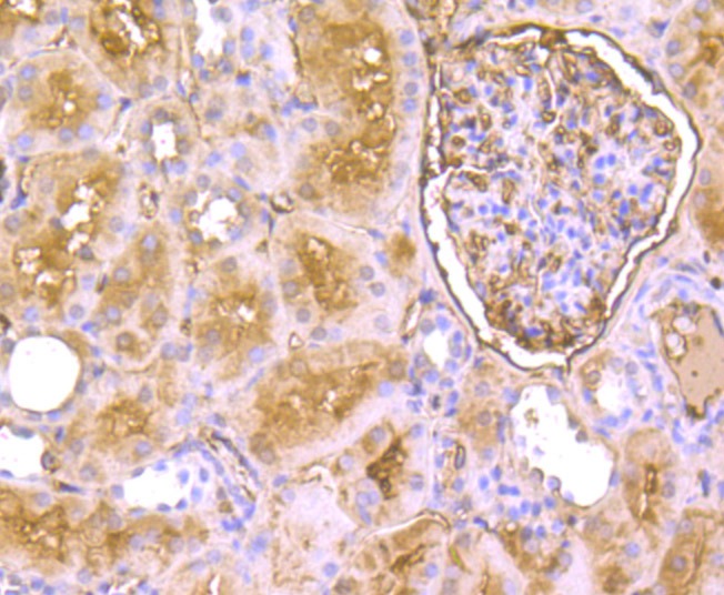 Anti-EAAT3 Antibody (2S513)