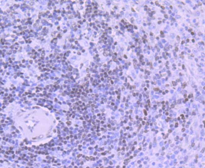 Anti-LIG1 Antibody (7P159)