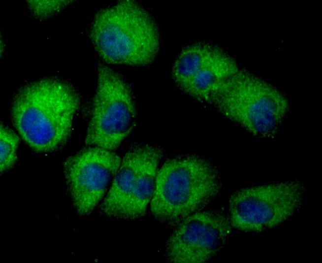 Anti-EAAT3 Antibody (2S513)