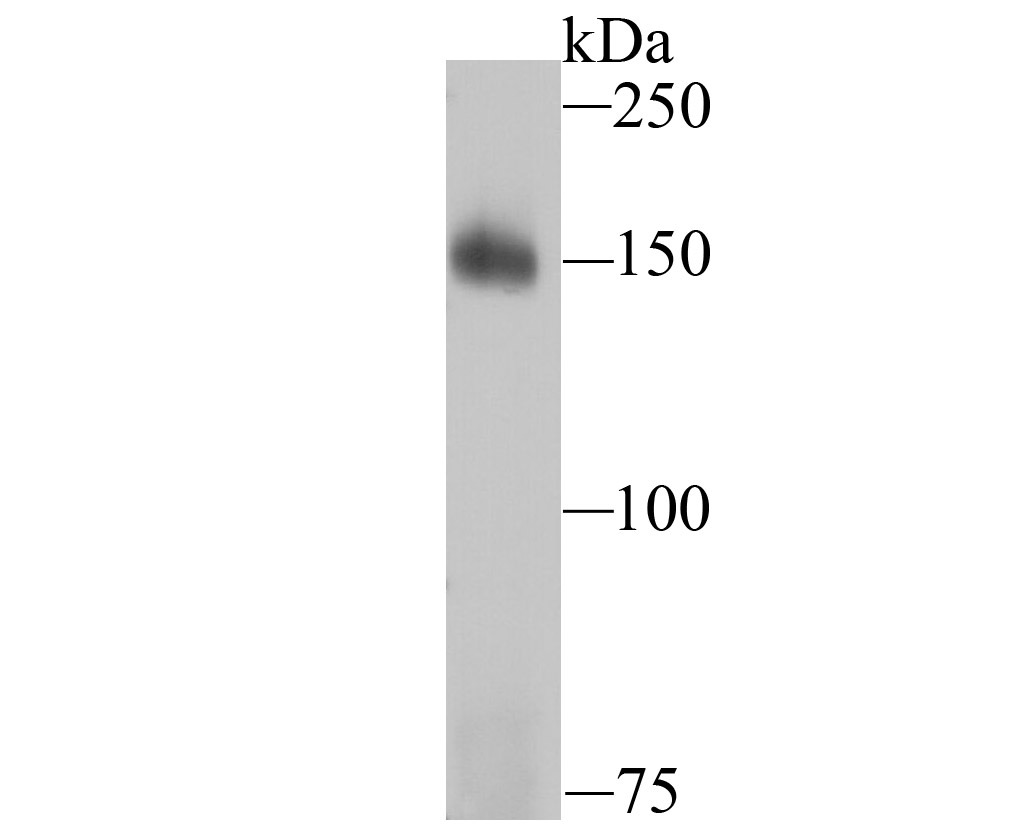 Anti-Drosha Antibody (5J107)