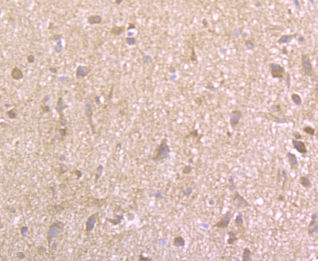 Anti-EAAT3 Antibody (2S513)
