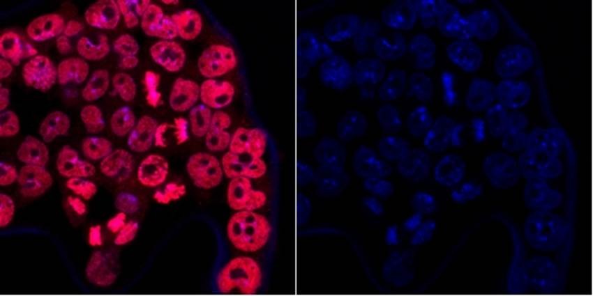 Anti-DPY30 Antibody (7Z668)