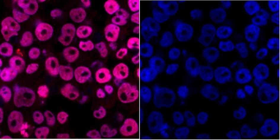 Anti-DPY30 Antibody (7Z668)