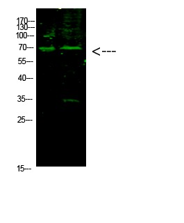 Anti-Acetyl-E2F1 (Lys117) Polyclonal Antibody