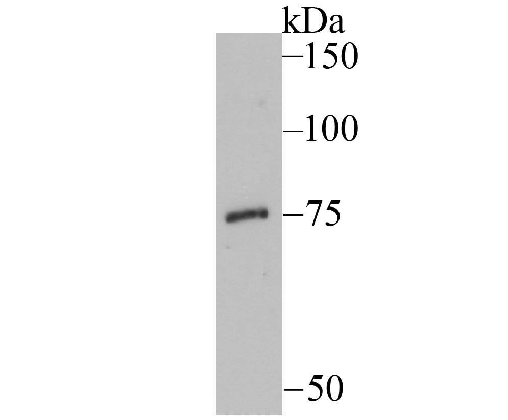Anti-EAAT3 Antibody (2S513)