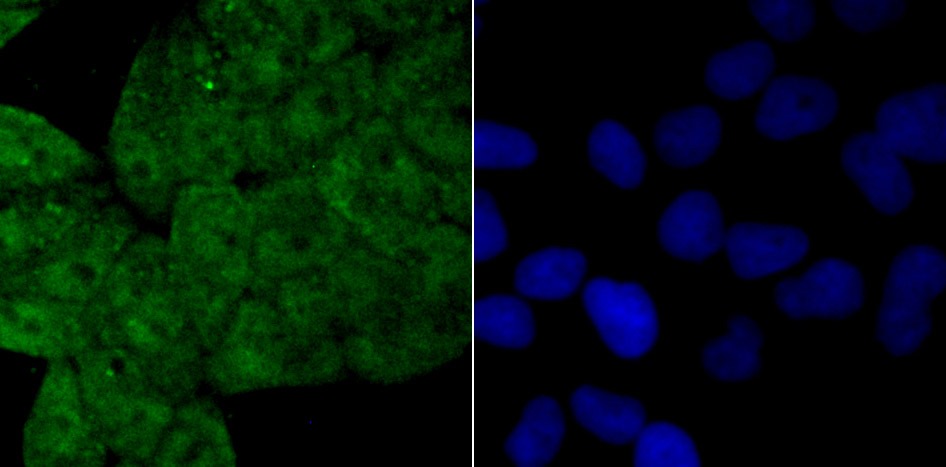 Anti-Drosha Antibody (5J107)