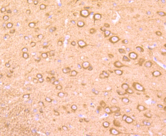 Anti-EB3 Antibody (1C439)