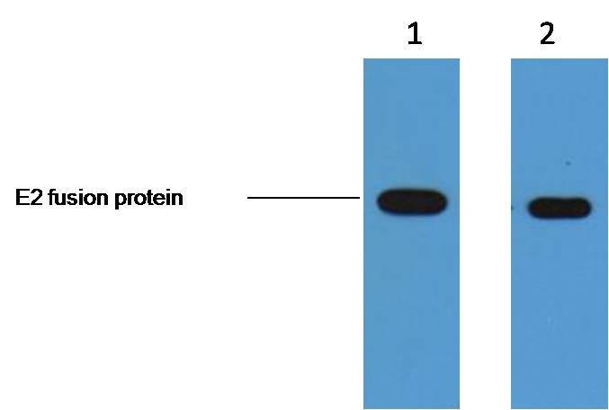 Anti-E2-Tag Antibody (1A251)