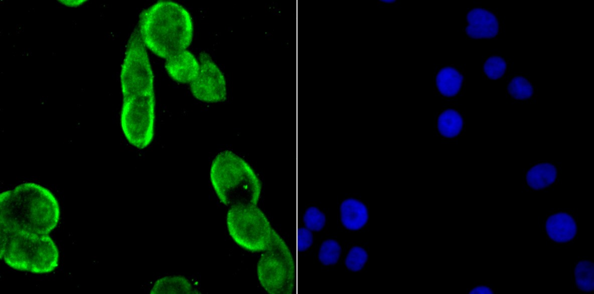 Anti-Drosha Antibody (5J107)