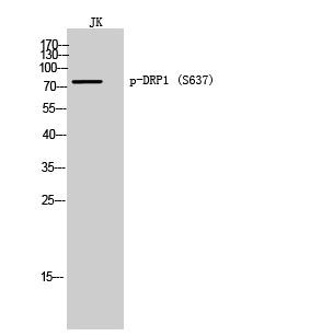 Anti-Phospho-DNM1L (Ser637) Polyclonal Antibody