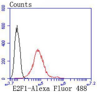 Anti-E2F1 Antibody (2K279)