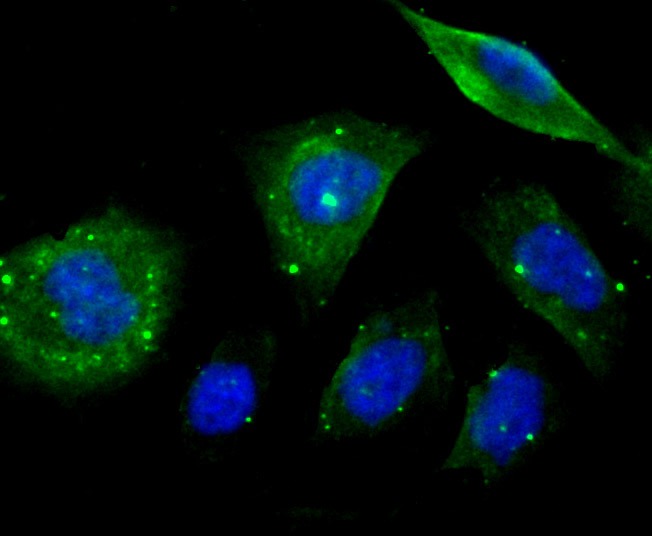 Anti-EB3 Antibody (1C439)