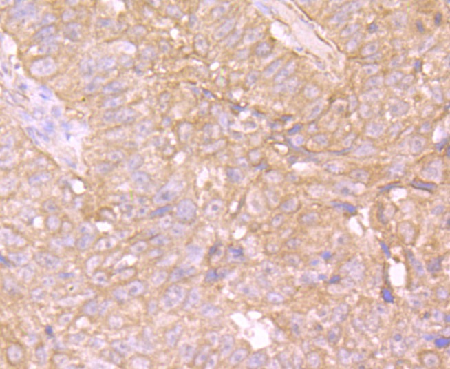 Anti-EB3 Antibody (1C439)