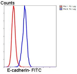 Anti-E-Cadherin/Cadherin-1 Antibody (7M374)