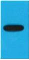 Anti-EBFP Antibody (6N836)