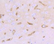 Anti-Dystrophin Antibody (5O55)