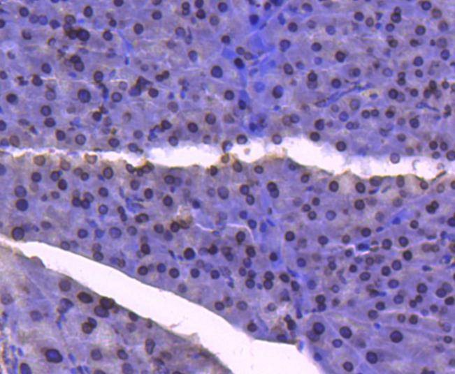 Anti-E2F1 Antibody (2K279)