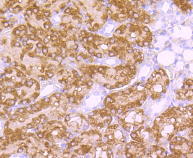 Anti-NHERF1 Antibody (1A168)