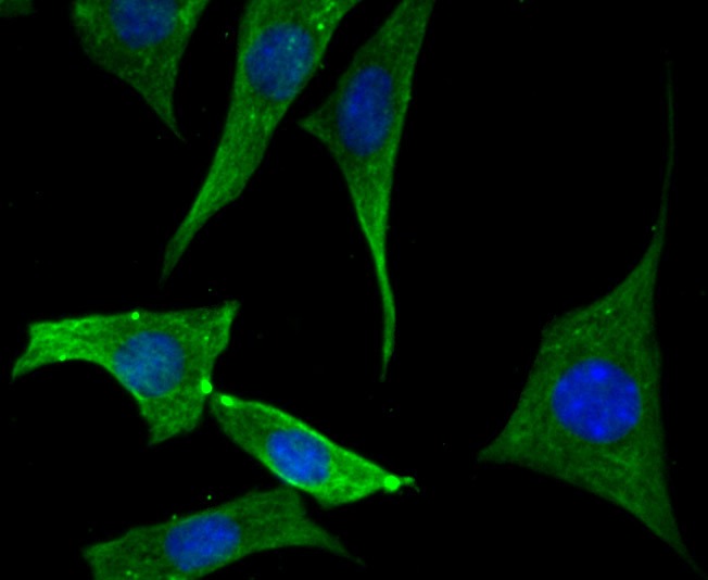 Anti-EB3 Antibody (1C439)