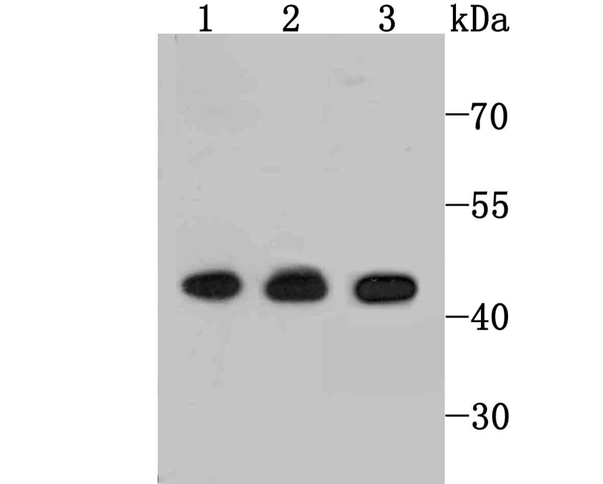 Anti-ETS1 Antibody (8Q20)