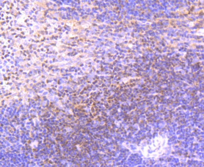 Anti-ETS1 Antibody (8Q20)
